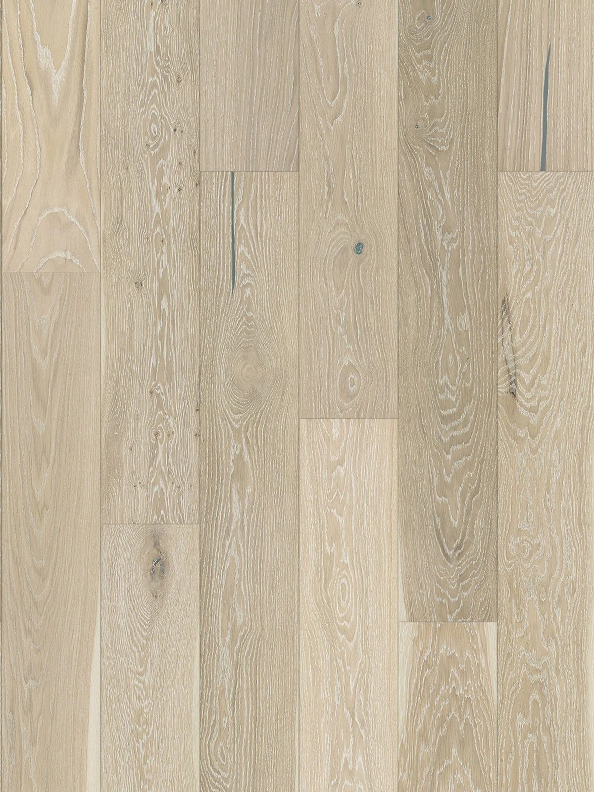 Stejar Grissini Grande