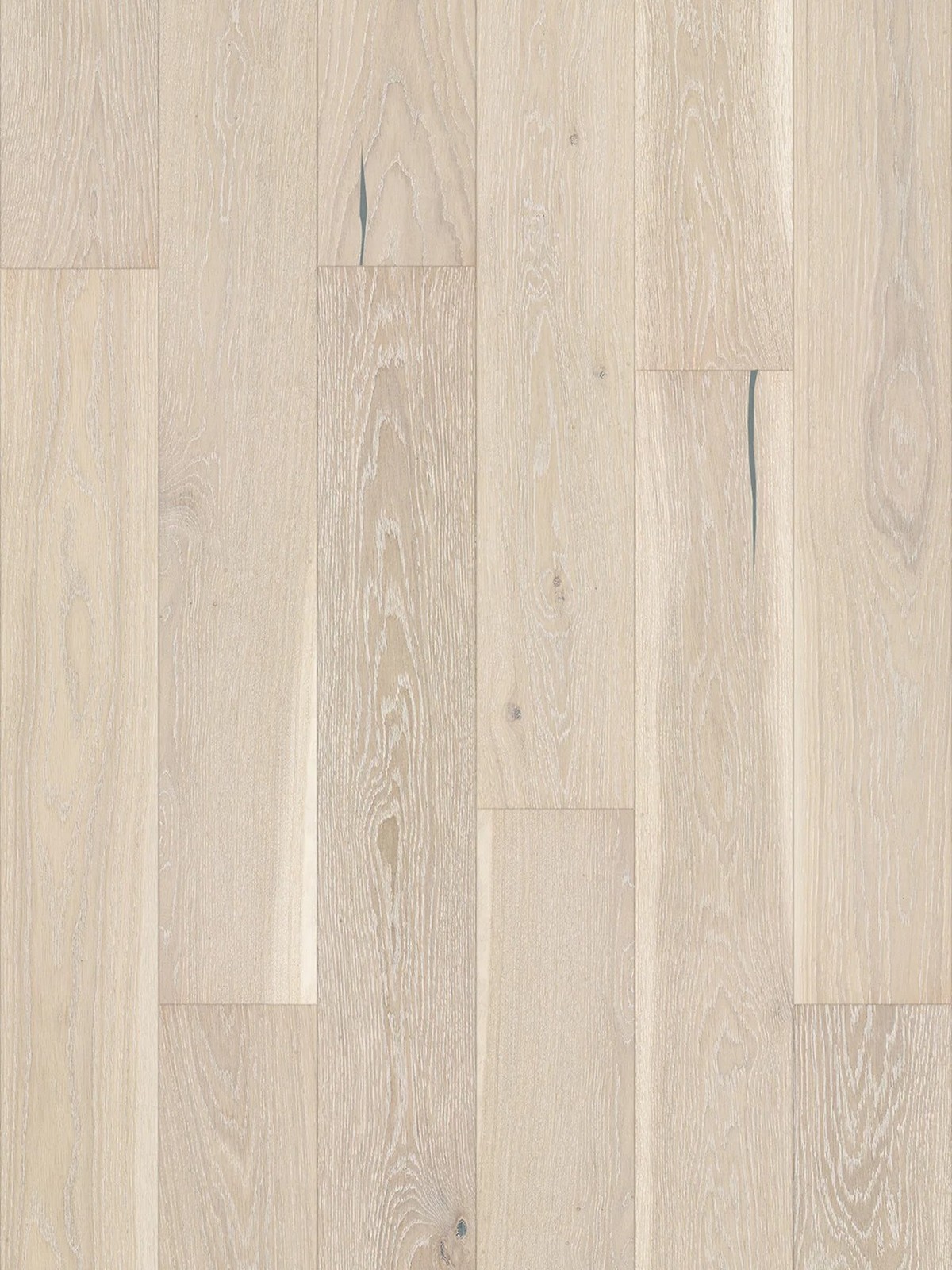 Stejar Pudding Grande