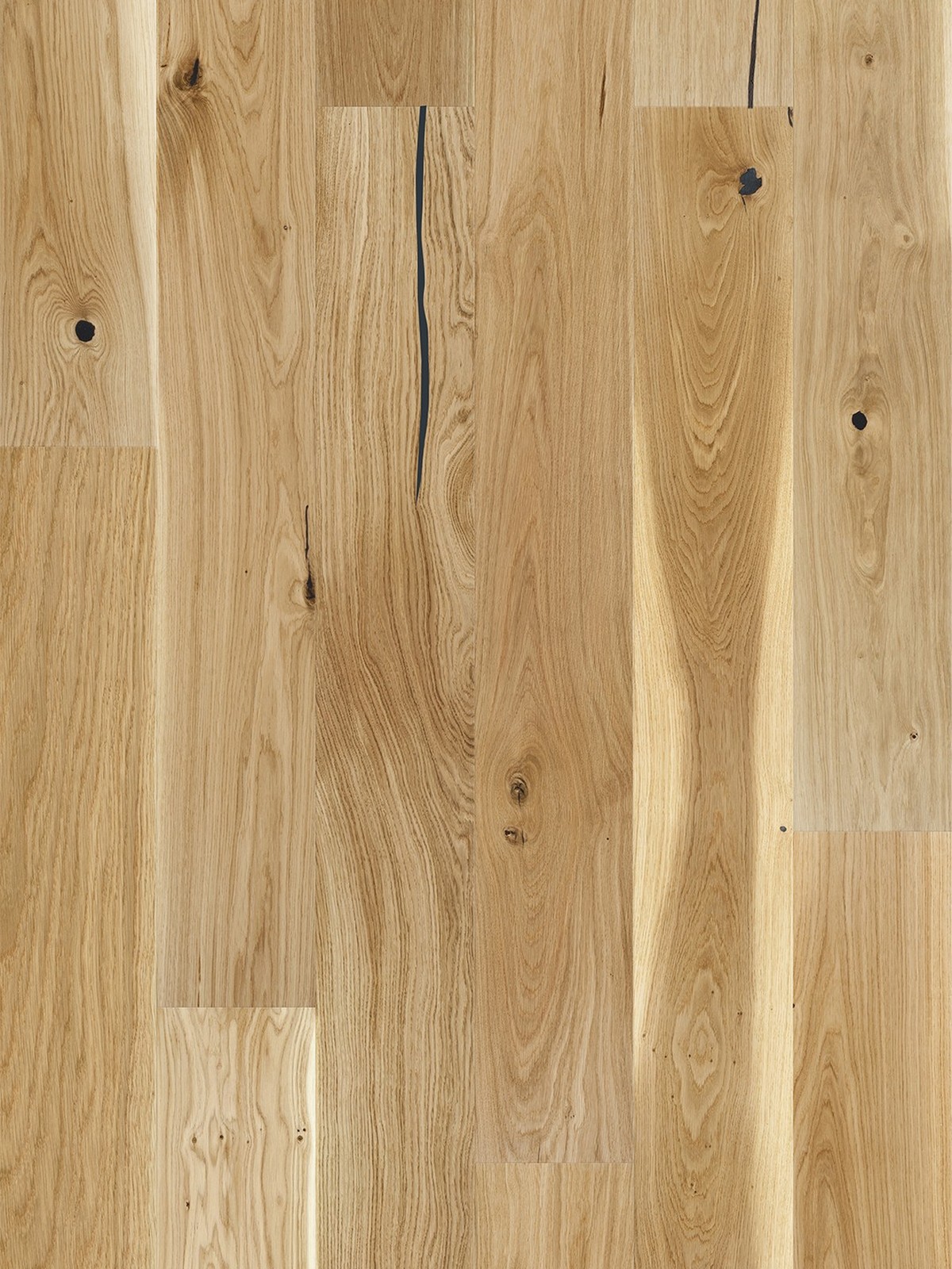 Stejar Sahara Grande