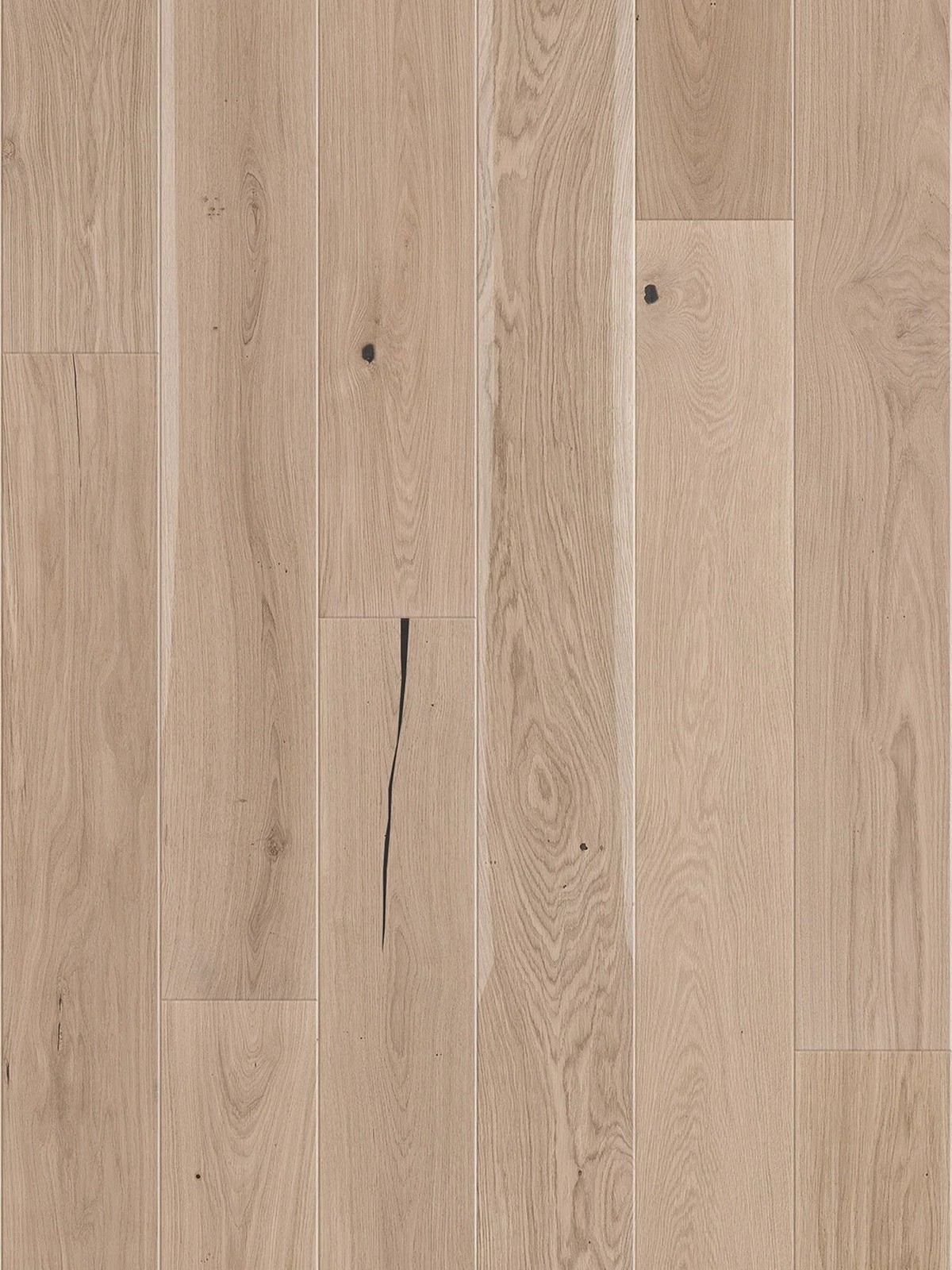 Stejar Tartufo Bianco Grande