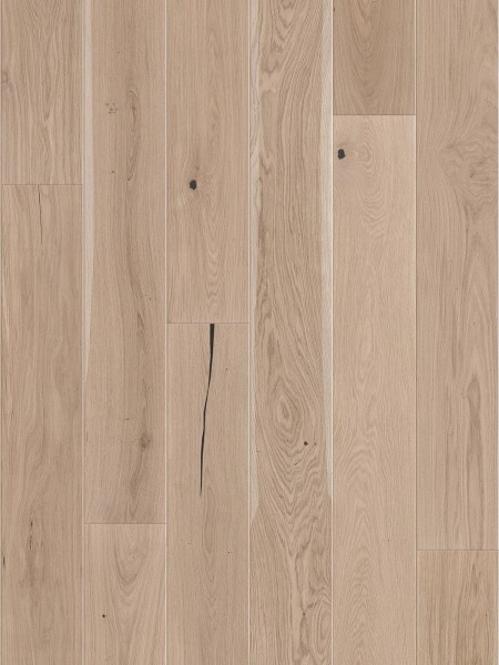 Stejar Tartufo Bianco Grande