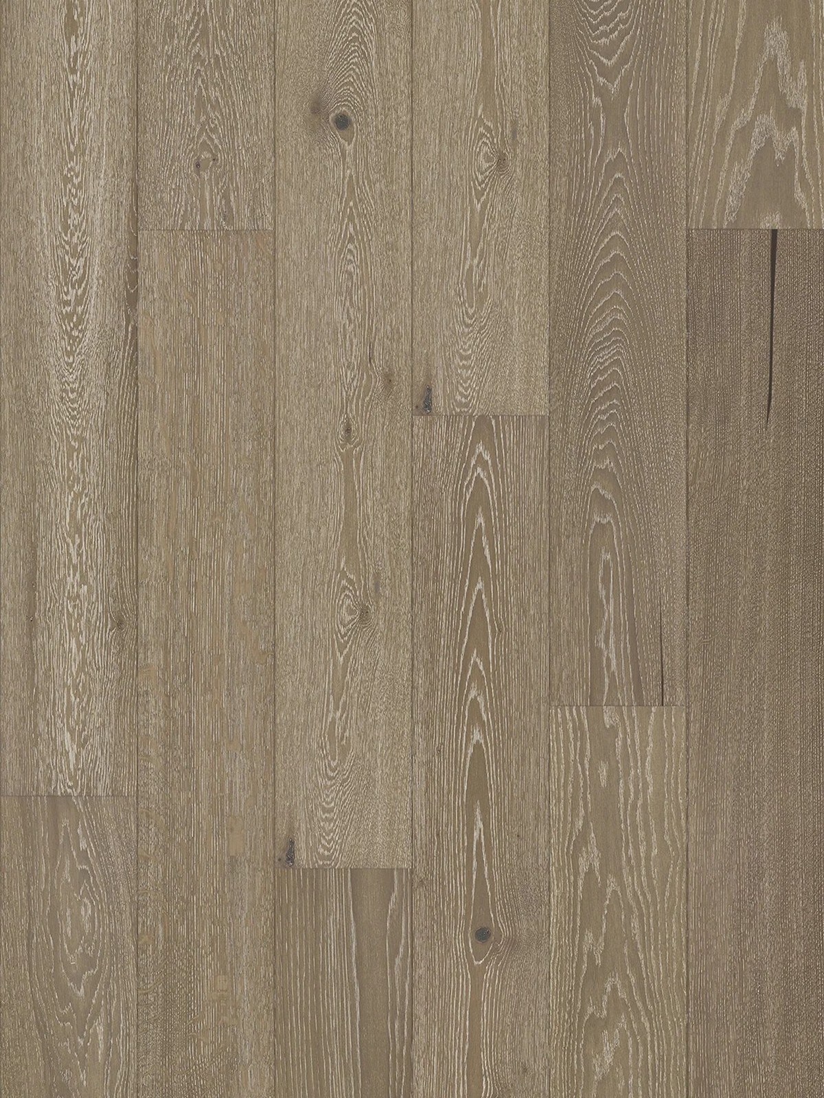 Stejar Tartufo Grande